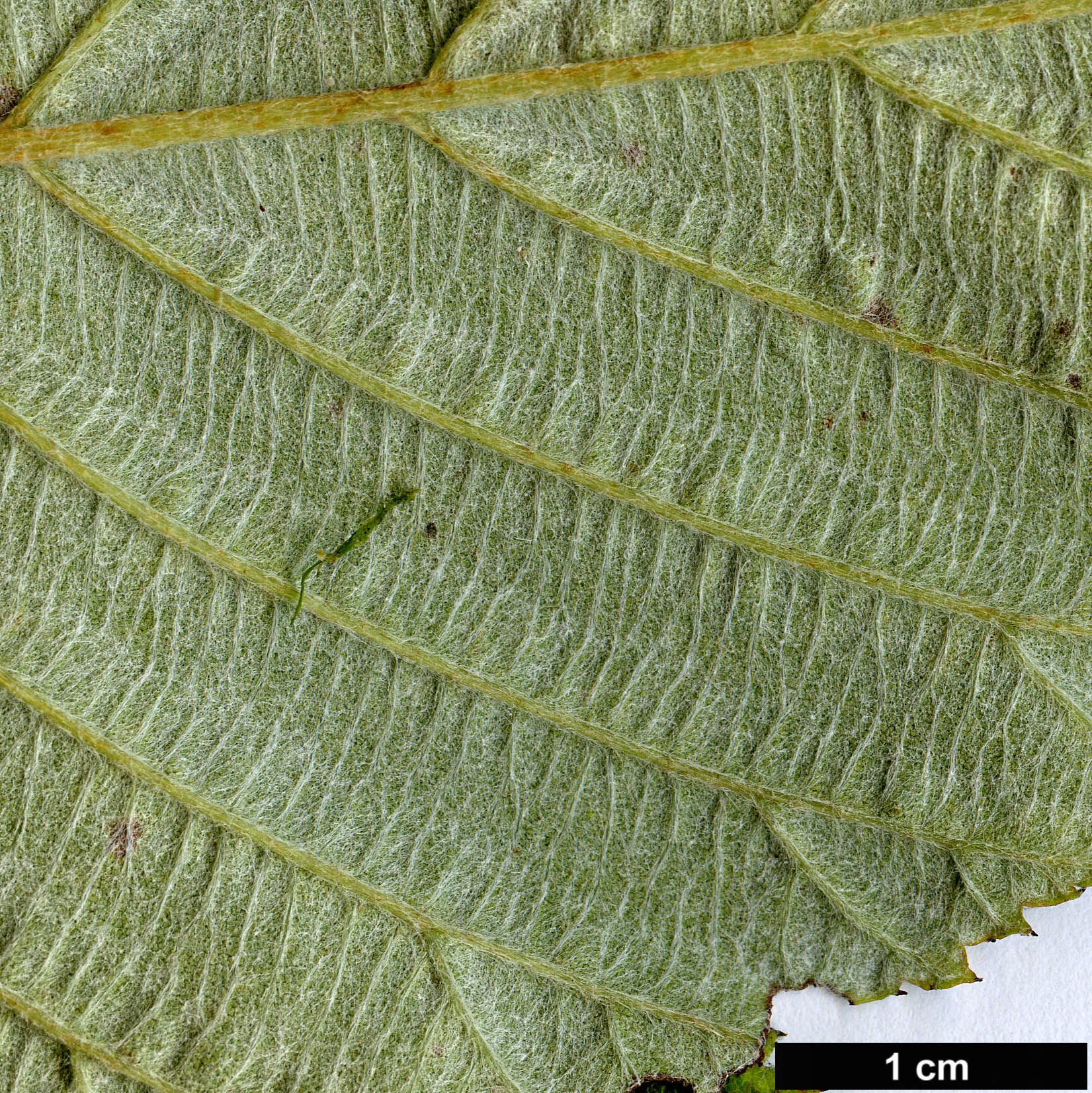 High resolution image: Family: Rosaceae - Genus: Sorbus - Taxon: wardii